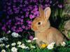 Funny Bunny