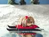 Snow Bunny