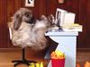 Surfing the Net