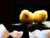 Yellow Chickens