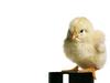 cute bird