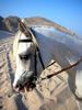 Arabian Stallion, Sultanate of Oman