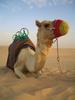 Camel, United Arab Emirates