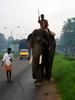 Indian Elephant 1, Cochin, Kerala, India