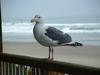 Western Gull