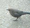 Brewer's Blackbird - female