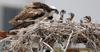 Osprey and chicks