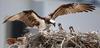 Osprey and chicks