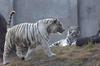 White Tigers