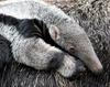 Baby Giant Anteater