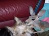 finishing touch (dog&roo)