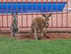 The big rabbits