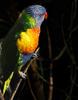 Rainbow Lorikeet