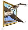 Geese