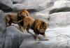 lions
