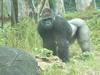 ape