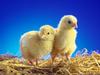 Hot Chicks!!!