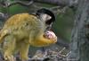 Easter Squirrel Monkey