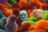 colored chicks