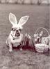 Easter Dog