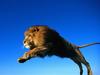 jumping lion