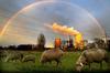 Rainbow Sheep