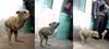 Two-legged Dog