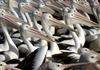 Pelicans