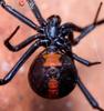 The Origin of Spider Web