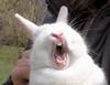 Sleepy Bunny