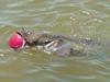 Ball Catfish