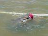 Ball Catfish
