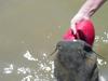 Ball Catfish