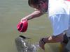 Ball Catfish