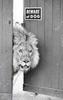Beware of Dog