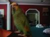 This is my bird sam