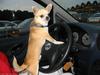 Dog Driver