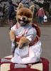Kimono Puppy
