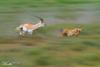 Cheetah Chaser
