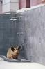 Swine Shower