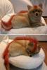 Fire Fox