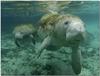 Manatees