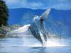 Breaching Whale