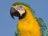 Blue and Yellow Macaw, South America