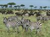 Burchell's Zebra and Blue Wildebeest, Kenya, Africa