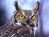Eagle Owl