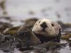 Floating Amongst the Kelp, Sea Otter