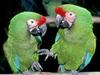 Green Macaws