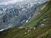 Mountain Goats, Kenai Fjords National Park, Alaska