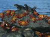 Sally-Lightfoot Crabs and Marine Iguanas